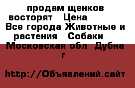 продам щенков восторят › Цена ­ 7 000 - Все города Животные и растения » Собаки   . Московская обл.,Дубна г.